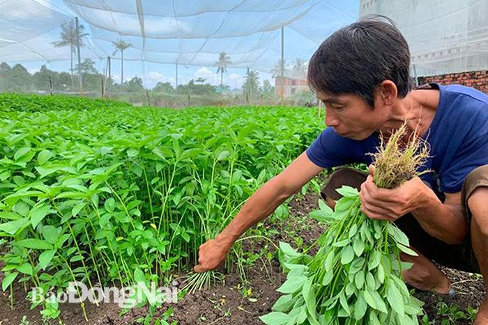 Nông dân thu hoạch rau đay tại cánh đồng rau sạch Tân Yên (xã Gia Tân 3). Ảnh:M.Quân