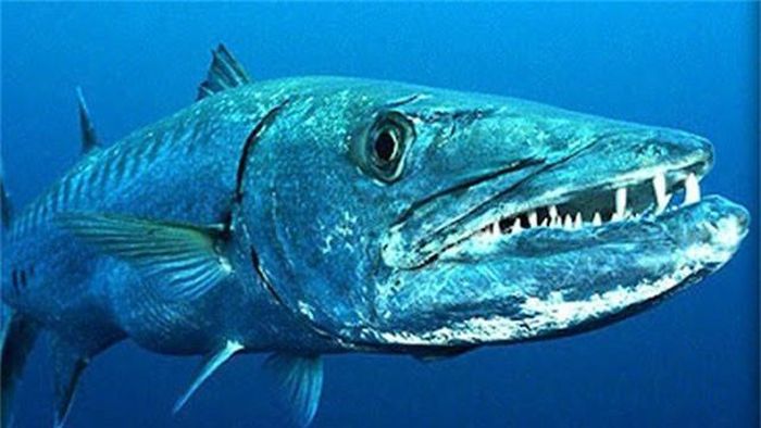 5. Cá nhồng Barracudas, là một họ cá vây tia được biết đến vì kích thước lớn, một số loài có chiều dài tới 1,85m và chiều rộng tới 30cm, rất hung dữ. Chúng là các loài cá săn mồi phàm ăn, săn theo kiểu phục kích hay nằm chờ, dựa vào sự bất ngờ và sự bùng nổ tốc độ trong thời gian ngắn (tới 43 km/h) để bắt mồi thay vì khả năng dùng mưu mẹo. Chúng cũng ăn cả những con cá đồng loại còn con và tấn công người. (Theo Ranpets)