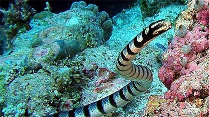 2. Rắn biển Banded, tên khoa học là Laticauda semifasciata, con thủy quái đáng sợ này là một trong 10 loài độc nhất trên thế giới. Nọc độc của rắn biển Banded cực kỳ mạnh, tàn phá nạn nhân từ trong ra ngoài. Các cơ bị phá hủy, các cơ quan nội tạng bị ăn mòn, cuối cùng nạn nhân sẽ chết trong đau đớn và tuyệt vọng. (Theo Ranpets)