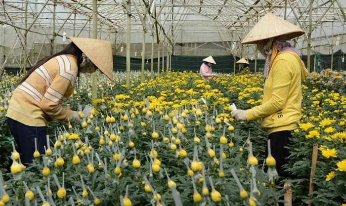 Những ngày cận Tết công lao động có thể được hơn 1 triệu đồng mỗi ngày