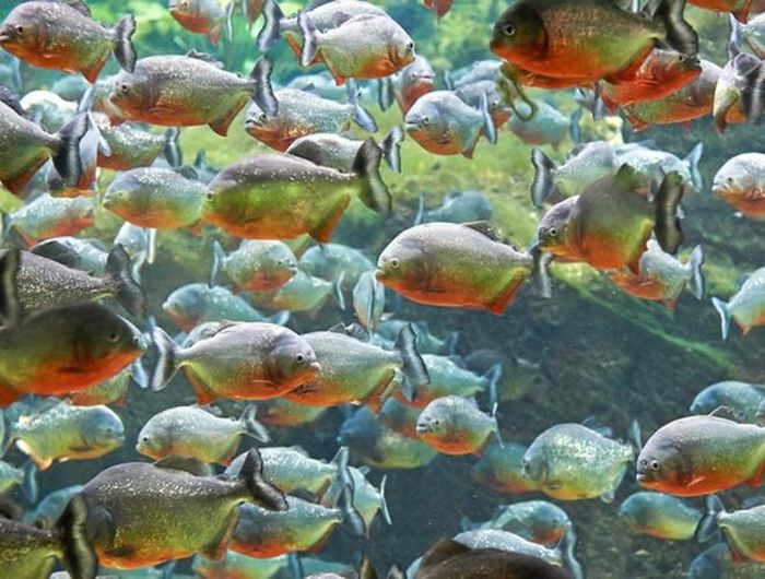  Cá Piranha vốn mang bản tính nhút nhát và tránh xung đột. Bất đắc dĩ nó mới phải tấn công con người, tuy nhiên hầu hết đó chỉ là những vết cắn nhỏ không nguy hại tới tính mạng và chúng cũng không bị kích thích mùi máu như ta vẫn thường thấy trên phim 