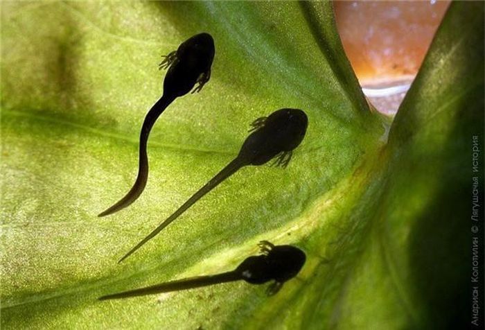 Những con nòng nọc đáng yêu đang trốn vào lá để nấp kẻ thù. (Theo Smalliving)