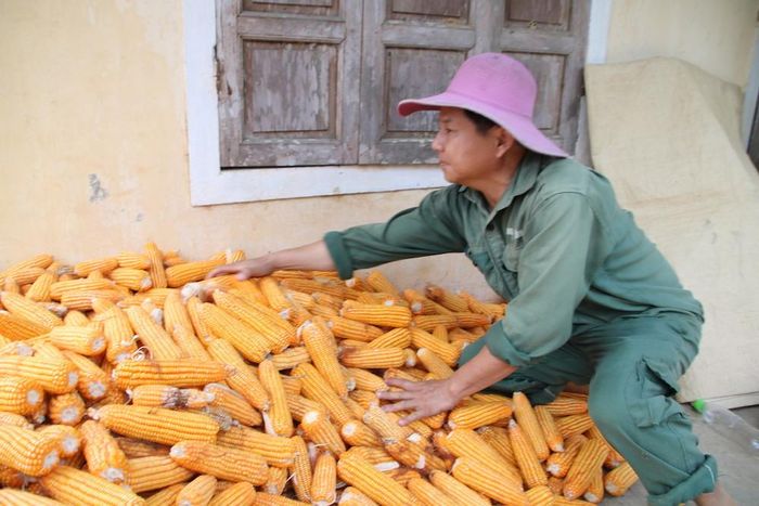 Nhờ nghị lực vượt khó, cùng với sự chịu thương, chịu khó, vợ chồng anh Vinh từng bước ổn định kinh tế gia đình
