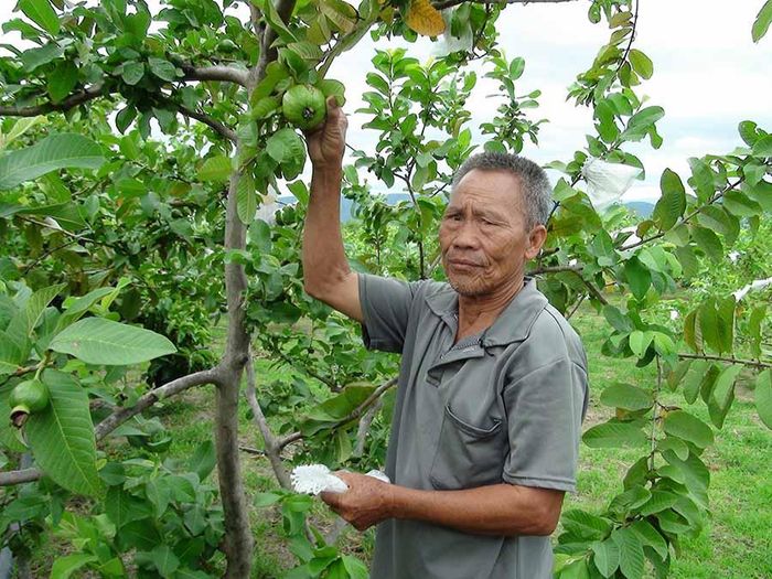 Lão nông Đào Văn Thụ bên vườn ổi của gia đình. Ảnh: M.N