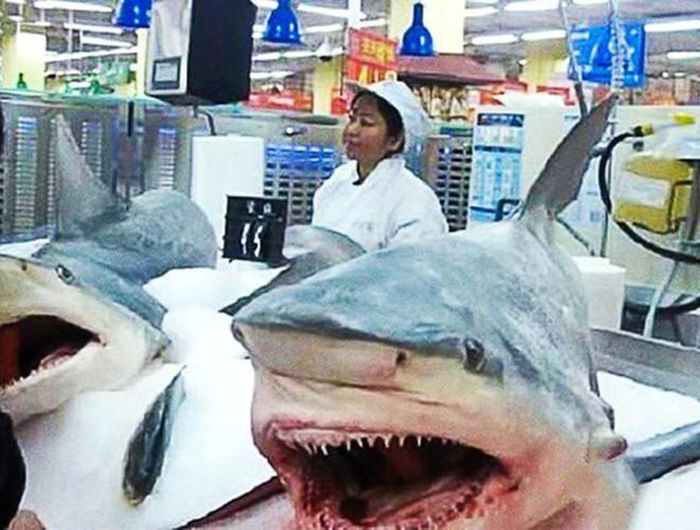 Cá sấu, cá mập tươi nguyên con là một trong các mặt hàng tại siêu thị Trung Quốc mà khách hàng có thể tìm mua. Thay vì xả thịt hoặc chia ra thành các phần nhỏ để bán thì tại đất nước này, việc cá sấu và cá mập được đưa lên kệ nguyên con như thế này là chuyện hết sức bình thường