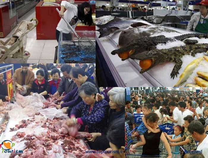Khi nhìn thấy những hình ảnh này, rất nhiều du khách không khỏi cảm thấy xót xa cho số phận của những "bá chủ đại dương" và "bá chủ đầm lầy"