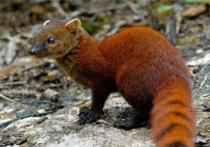 Cầy mangut đuôi vòng có tên khoa học là Galidia elegans. Loài động vật ăn thịt này chỉ được tìm thấy trong rừng nhiệt đới Madagascar. Ảnh: wikimedia.