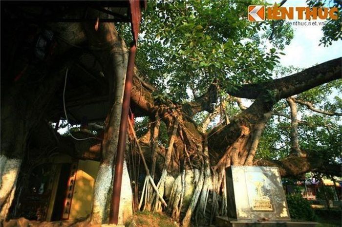 Theo số liệu đo đạc của Hội bảo vệ thiên nhiên và môi trường Việt Nam, tổng chu vi của 13 gốc đa lên tới 30m. Những gốc đa được nối với nhau bằng các cành có đường kính gần 1 mét, đan xen vào nhau.