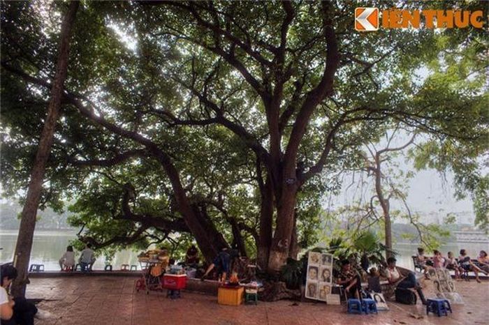 Không ai biết cây đã bao nhiêu tuổi. Chỉ có một điều chắc chắn rằng nhiều người cao tuổi ở quanh hồ Gươm vẫn nhớ về kỷ niệm ấu thơ khi leo trèo, đùa nghịch trên cây lộc vừng trứ danh. Cũng không rõ đây là một cây lộc vừng có 9 gốc hay là 9 gốc của 9 cây riêng biệt chụm lại.