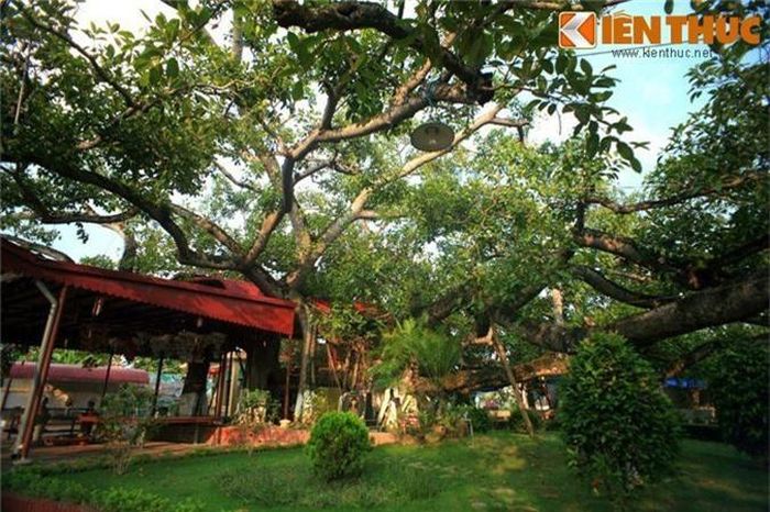 Đúng như tên gọi, cây đa kỳ lạ này có 13 gốc to lớn, thẳng tắp như những chiếc cột đình. Gốc đa chính lớn nhất, có chu vi lên tới 8,2m, 12 gốc còn lại trổ ra quanh gốc chính cũng to không kém.