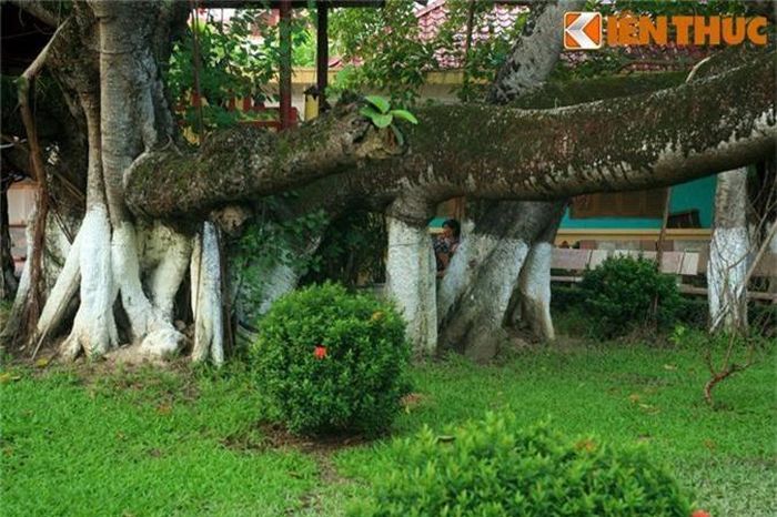 Xung quanh cây đa 13 gốc tồn tại nhiều giai thoại mang đậm màu sắc huyền bí, được truyền miệng qua nhiều thế hệ. Vào năm 2014, cây đã chính thức được công nhận là “Cây di sản Việt Nam”.