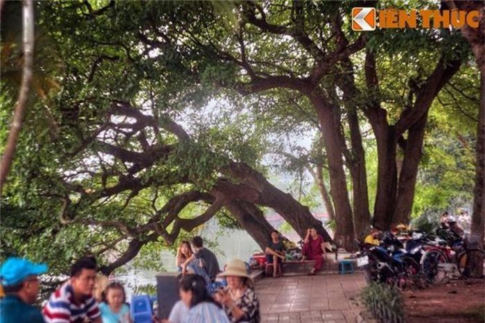 3. Quanh hồ Gươm – trái tim của Hà Nội – có rất nhiều cây cổ thụ, và nổi tiếng nhất trong số đó là cây lộc vừng 9 gốc. Cây nằm sát bờ hồ, đối diện Tổng công ty Điện lực Hà Nội. Tên gọi của cây bắt nguồn từ hình dáng độc đáo, với 9 gốc cây cong cong như con rồng vươn mình ra mặt hồ.