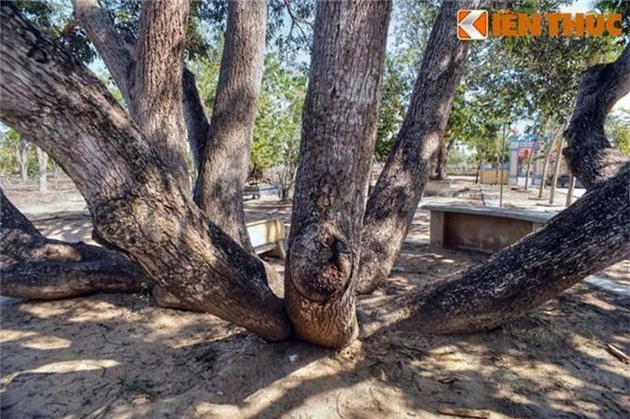 Điểm đặc biệt của cây xoài này là có rất nhiều thân. Khó có thể biết được đâu là thân chính của cây. Từ mặt đất, các thân cây vươn lên với các thế uốn lượn đẹp mắt.