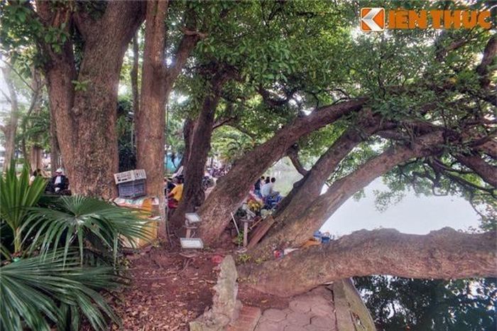 Quanh cây lộc vừng đặc biệt này, có giai thoại rằng thời xưa mỗi khi hoa lộc vừng nở, các cụ rùa lại thi nhau nổi lên, như thể là để thưởng lãm vẻ đẹp hiếm có khi sắc hoa nhuộm đỏ một góc hồ.