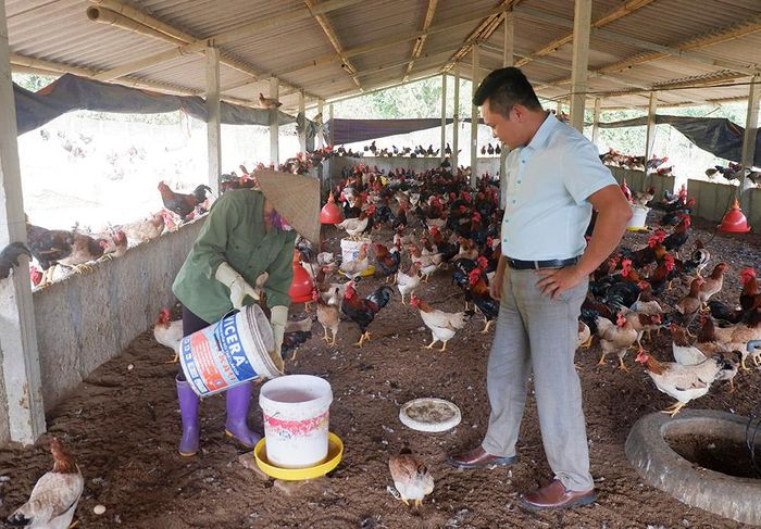 Quy trình nuôi kết hợp bán chăn thả tuân thủ những quy định nghiêm ngặt về chuồng trại và kỹ thuật chăm sóc
