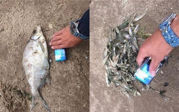 Một số loài cá nhỏ khác cũng được trông thấy dạt bờ biển Volga.