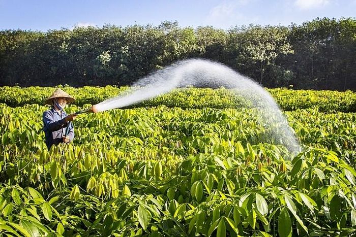 Chăm sóc cao su giống