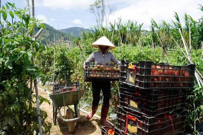 Diện tích gieo trồng, sản lượng thu hoạch mùa vụ tăng góp phần ổn định kinh tế