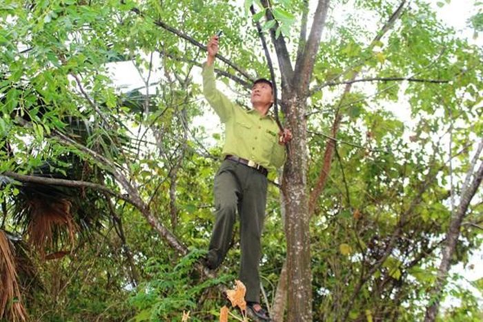 Để có sóng liên lạc với cơ quan, gia đình, các cán bộ kiểm lâm phải trèo lên ngọn cây hoặc lên vùng núi cao để dò sóng rớt.