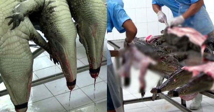 Phần da cá sấu sau khi lột sẽ được đem đến xưởng ướp da để bảo quản và chuẩn bị cho quá trình thuộc da. Sau khi đã thuộc da xong, người thợ bắt đầu vẽ phác thảo những vật dụng dự kiến được làm từ tấm da đó và bắt đầu cắt da.