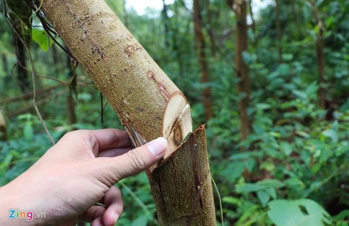 Những cây keo trồng được 2 năm, cao hơn 10 m bị chặt hạ. Ảnh: Thanh Đức.