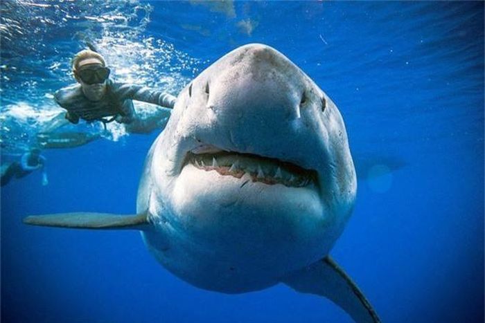 Người đàn ông mạo hiểm bơi sát cá mập trắng lớn ở ngoài khơi Hawaii, Mỹ. (Nguồn Guardian)