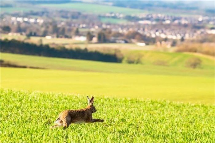 Thỏ nâu chạy trên đồng cỏ gần ngôi làng St Boswells ở Scotland. (Nguồn Guardian)