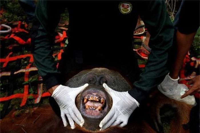 Nhân viên thú y kiểm tra một con đười ươi được giải cứu ở South Aceh, Indonesia. (Nguồn Guardian)