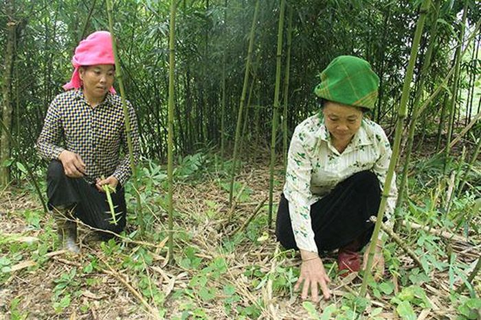 Mô hình trồng sặt lấy măng của gia đình ông Lường Văn Hặc.