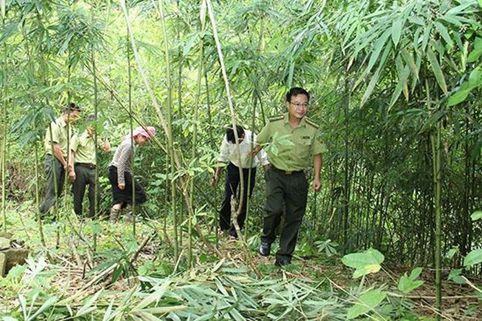 Người dân bản Ít, xã Nặm Păm thu hoạch măng sặt.