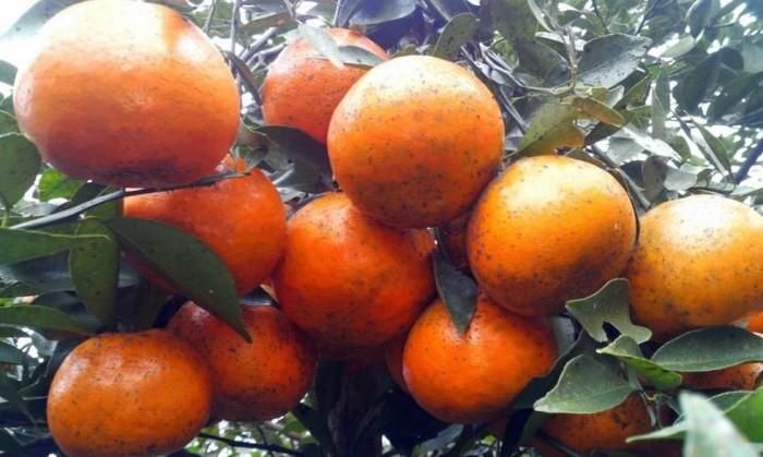 Cam bù Hương Sơn là một trong những đặc sản Hà Tĩnh lừng danh, được trồng chủ yếu ở 12 xã trong huyện, gồm: Sơn Bằng, Sơn Trung, Sơn Phúc, Sơn Phú, Sơn Mai, Sơn Thủy, Sơn Trường, Sơn Hàm, Sơn Quang, Sơn Diệm, Sơn Lâm, Sơn Kim. Ảnh: Nhadautu.vn.