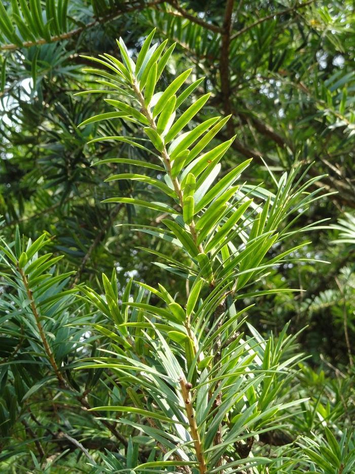 Cây du sam có tên khoa học là Keteleeria davidiana. Nó còn được biết đến với một số tên gọi khác như du sam đá vôi, ngô tùng, thông dầu, tô hạp đá vôi, mạy kinh. Ảnh: blogcaycanh.