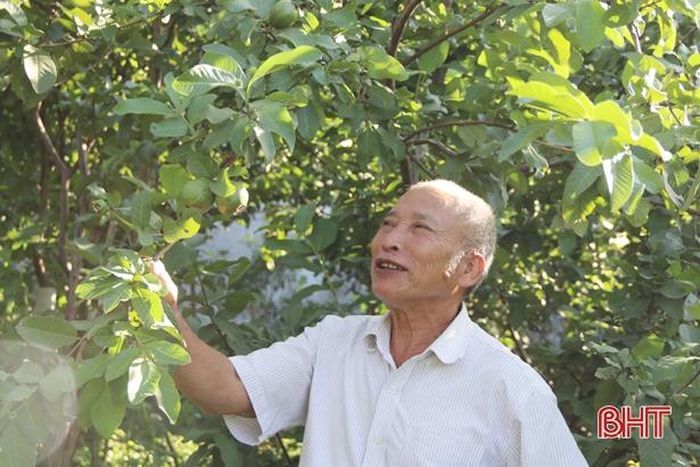 CCB Hồ Lý Thu (thôn Bình Minh) đã có thu nhập ổn định ngay chính trên mảnh vườn hơn 1.000m2 của gia đình.