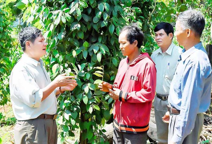 Nhiều hội viên Hội Cựu chiến binh trên địa bàn tỉnh đã nỗ lực phát triển kinh tế để vươn lên làm giàu. Ảnh: Đ.T