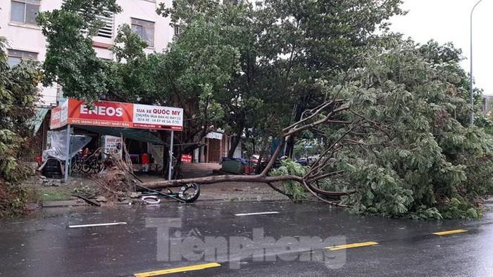 Cây ngã bật gốc trên đường Vân Đồn