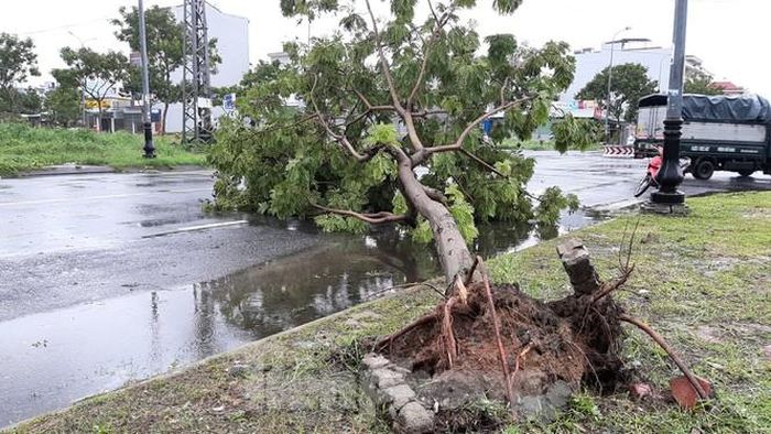 Cây ngã bật gốc trên đường Chu Huy Mân. 