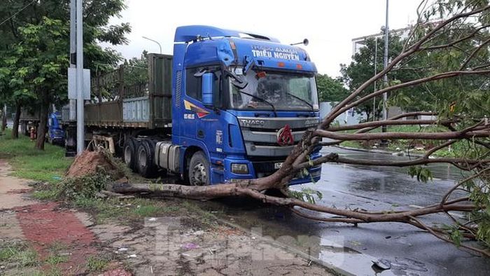 Xe tải bị cây ngã đổ phải. 