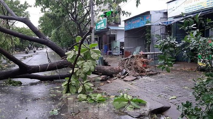 Một cây lớn đỗ ngã trên đường Khúc Hạo (Nại Hiên Đông)(ảnh: Tiền Phong). 