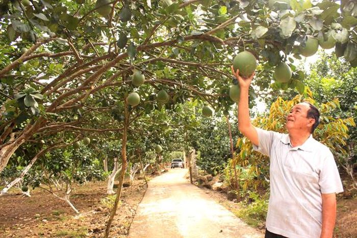 Một vườn bưởi da xanh tại huyện Trảng Bom