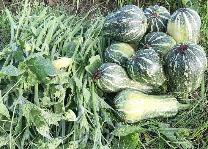 Ngọn rau bí và quả bí non sau thu hoạch được tập hợp trên bờ ruộng chuẩn bị xếp lên xe chở hàng.