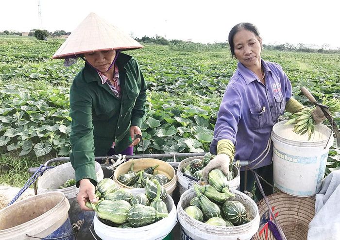 Với 8 sào trồng bí, hiện nay mỗi ngày gia đình bà Phan Thị Thu Thủy ở khu 4 thu được 8 tạ đến 1 tấn bí non, giá bán trung bình 8.000 đồng/kg, doanh thu đạt khoảng 8 triệu đồng.