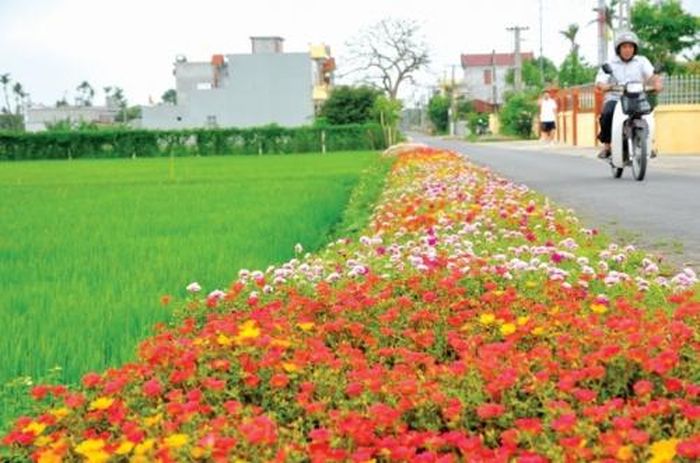 Những con đường đẹp ở xã Hải Lộc, huyện Hải Hậu, Nam Định được hình thành nhờ thành quả của xây dựng nông thôn mới