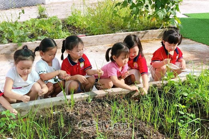 Cô giáo cho trẻ ra vườn nhổ cỏ, chăm sóc hoa để trẻ thoải mái chạm tay vào mọi thứ xung quanh và tự khám phá sự việc bằng các giác quan, cảm xúc của mình.