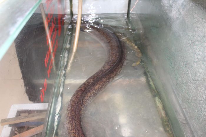 Con cá lệch nặng 15kg, dài 1,6m.