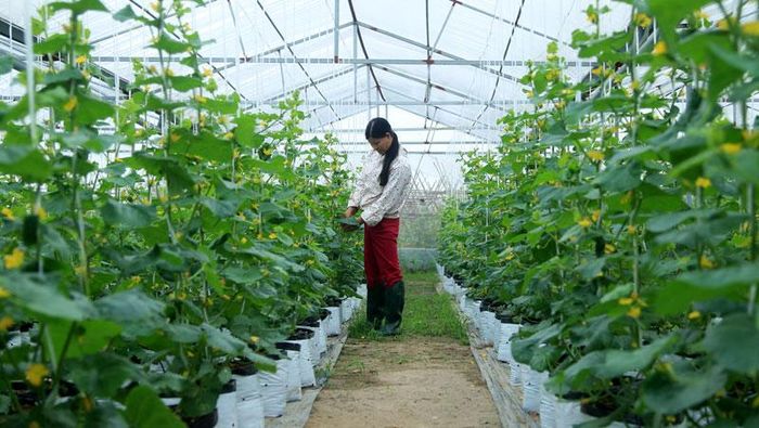 Trồng dưa công nghệ cao tại xã Đại Thịnh, huyện Mê Linh. Ảnh: Phạm Hùng