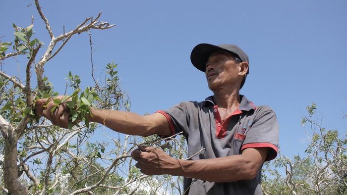 Cây tràm gió cao từ 0,5m trở lên thì cho lá có thể thu hoạch, đã nhiều năm gắn bó với nghề nên ông Dục đã quen thuộc với từng khu vực có tràm gió mọc. Hôm nay hái ở khu vực này thì ngày mai phải đi chỗ khác