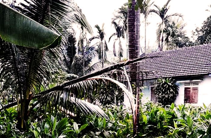 30 ha cau bị bão bẻ gãy