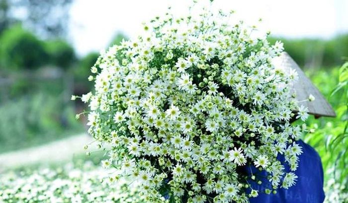 Những đóa hoa nở sớm được người dân thu hoạch, bó thành từng bó nhỏ đem bán dọc các con phố.