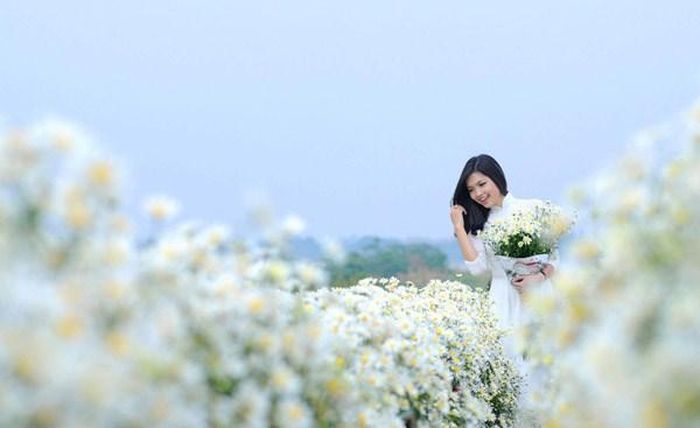 Cúc họa mi được trồng từ khoảng tháng 5, 6 hàng năm, trồng thành từng luống nhỏ và dài để tiện tưới bón và chăm sóc. Hiện tại, loài hoa này bắt đầu chớm nở và khoe sắc trên nhiều vườn hoa ở làng Nhật Tân và bãi đá sông Hồng.
