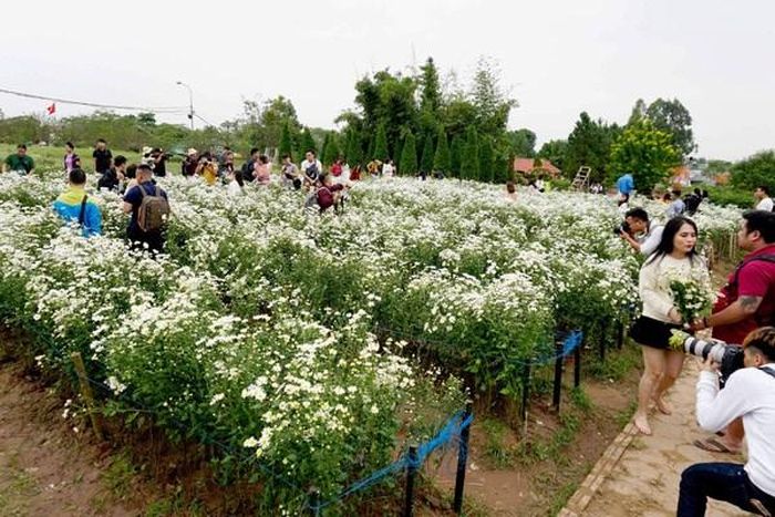 Nhiều nghệ sĩ nhiếp ảnh và người yêu hoa có mặt tại các vườn cúc họa mi để sáng tác.